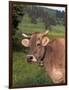 Brown Swiss Cow, Switzerland-Lynn M^ Stone-Framed Photographic Print