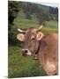 Brown Swiss Cow, Switzerland-Lynn M^ Stone-Mounted Photographic Print