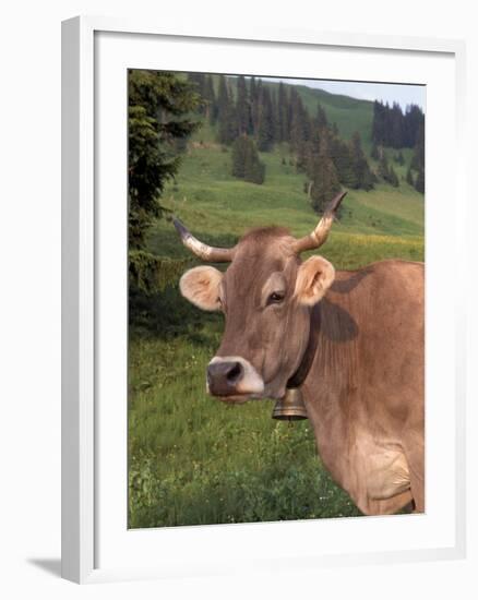 Brown Swiss Cow, Switzerland-Lynn M^ Stone-Framed Photographic Print