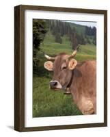 Brown Swiss Cow, Switzerland-Lynn M^ Stone-Framed Photographic Print