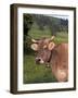 Brown Swiss Cow, Switzerland-Lynn M^ Stone-Framed Photographic Print