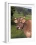 Brown Swiss Cow, Switzerland-Lynn M^ Stone-Framed Photographic Print