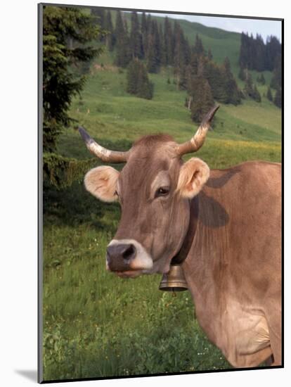 Brown Swiss Cow, Switzerland-Lynn M^ Stone-Mounted Photographic Print