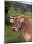 Brown Swiss Cow, Switzerland-Lynn M^ Stone-Mounted Photographic Print