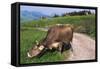 Brown Swiss Cowreaching under Barbed Wire to Eat Alpine Grass, Berner-Oberland Region, Switzerland-Lynn M^ Stone-Framed Stretched Canvas