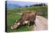 Brown Swiss Cowreaching under Barbed Wire to Eat Alpine Grass, Berner-Oberland Region, Switzerland-Lynn M^ Stone-Stretched Canvas