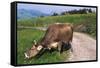 Brown Swiss Cowreaching under Barbed Wire to Eat Alpine Grass, Berner-Oberland Region, Switzerland-Lynn M^ Stone-Framed Stretched Canvas