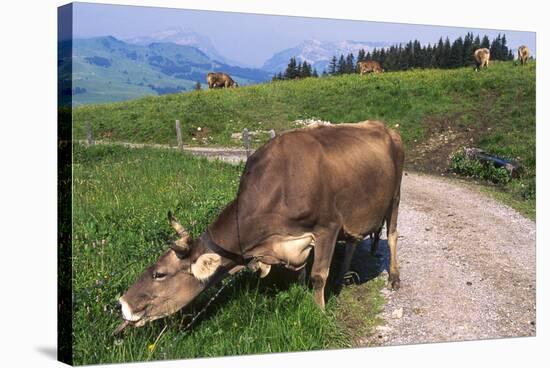 Brown Swiss Cowreaching under Barbed Wire to Eat Alpine Grass, Berner-Oberland Region, Switzerland-Lynn M^ Stone-Stretched Canvas