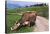Brown Swiss Cowreaching under Barbed Wire to Eat Alpine Grass, Berner-Oberland Region, Switzerland-Lynn M^ Stone-Stretched Canvas