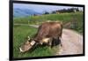 Brown Swiss Cowreaching under Barbed Wire to Eat Alpine Grass, Berner-Oberland Region, Switzerland-Lynn M^ Stone-Framed Photographic Print