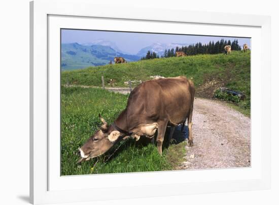 Brown Swiss Cowreaching under Barbed Wire to Eat Alpine Grass, Berner-Oberland Region, Switzerland-Lynn M^ Stone-Framed Photographic Print