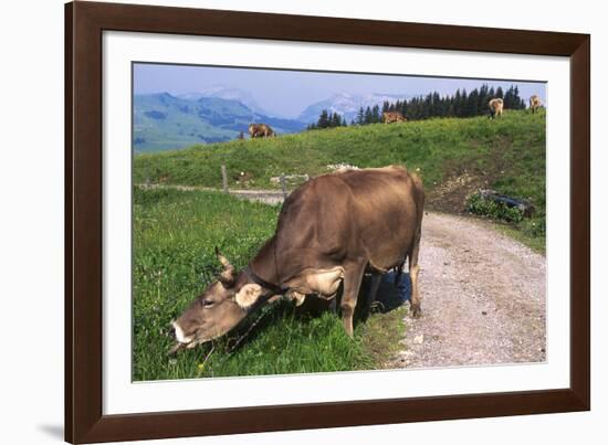 Brown Swiss Cowreaching under Barbed Wire to Eat Alpine Grass, Berner-Oberland Region, Switzerland-Lynn M^ Stone-Framed Photographic Print