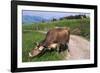 Brown Swiss Cowreaching under Barbed Wire to Eat Alpine Grass, Berner-Oberland Region, Switzerland-Lynn M^ Stone-Framed Photographic Print