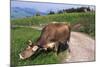 Brown Swiss Cowreaching under Barbed Wire to Eat Alpine Grass, Berner-Oberland Region, Switzerland-Lynn M^ Stone-Mounted Photographic Print