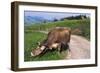 Brown Swiss Cowreaching under Barbed Wire to Eat Alpine Grass, Berner-Oberland Region, Switzerland-Lynn M^ Stone-Framed Photographic Print