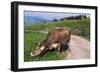 Brown Swiss Cowreaching under Barbed Wire to Eat Alpine Grass, Berner-Oberland Region, Switzerland-Lynn M^ Stone-Framed Photographic Print