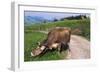 Brown Swiss Cowreaching under Barbed Wire to Eat Alpine Grass, Berner-Oberland Region, Switzerland-Lynn M^ Stone-Framed Photographic Print