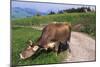 Brown Swiss Cowreaching under Barbed Wire to Eat Alpine Grass, Berner-Oberland Region, Switzerland-Lynn M^ Stone-Mounted Photographic Print