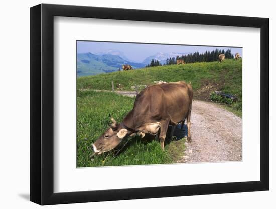 Brown Swiss Cowreaching under Barbed Wire to Eat Alpine Grass, Berner-Oberland Region, Switzerland-Lynn M^ Stone-Framed Photographic Print