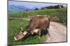 Brown Swiss Cowreaching under Barbed Wire to Eat Alpine Grass, Berner-Oberland Region, Switzerland-Lynn M^ Stone-Mounted Photographic Print