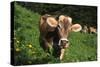 Brown Swiss in Alpine Pasture, June, Berner-Oberland Region, Switzerland-Lynn M^ Stone-Stretched Canvas