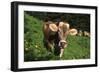 Brown Swiss in Alpine Pasture, June, Berner-Oberland Region, Switzerland-Lynn M^ Stone-Framed Photographic Print