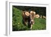 Brown Swiss in Alpine Pasture, June, Berner-Oberland Region, Switzerland-Lynn M^ Stone-Framed Photographic Print