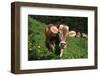 Brown Swiss in Alpine Pasture, June, Berner-Oberland Region, Switzerland-Lynn M^ Stone-Framed Photographic Print