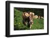 Brown Swiss in Alpine Pasture, June, Berner-Oberland Region, Switzerland-Lynn M^ Stone-Framed Photographic Print