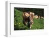 Brown Swiss in Alpine Pasture, June, Berner-Oberland Region, Switzerland-Lynn M^ Stone-Framed Photographic Print