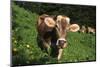 Brown Swiss in Alpine Pasture, June, Berner-Oberland Region, Switzerland-Lynn M^ Stone-Mounted Photographic Print