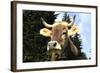 Brown Swiss in Alpine Pasture, June, Berner-Oberland Region, Switzerland-Lynn M^ Stone-Framed Photographic Print