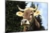 Brown Swiss in Alpine Pasture, June, Berner-Oberland Region, Switzerland-Lynn M^ Stone-Mounted Photographic Print