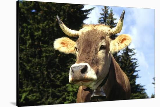 Brown Swiss in Alpine Pasture, June, Berner-Oberland Region, Switzerland-Lynn M^ Stone-Stretched Canvas