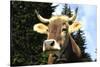 Brown Swiss in Alpine Pasture, June, Berner-Oberland Region, Switzerland-Lynn M^ Stone-Stretched Canvas