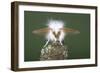 Brown-Tail Moth Male Showing Antennae-null-Framed Photographic Print