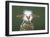 Brown-Tail Moth Male Showing Antennae-null-Framed Photographic Print