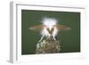 Brown-Tail Moth Male Showing Antennae-null-Framed Photographic Print