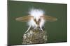 Brown-Tail Moth Male Showing Antennae-null-Mounted Photographic Print