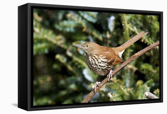 Brown Thrasher Perching on Branch, Mcleansville, North Carolina, USA-Gary Carter-Framed Stretched Canvas