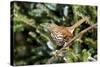 Brown Thrasher Perching on Branch, Mcleansville, North Carolina, USA-Gary Carter-Stretched Canvas