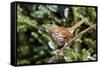 Brown Thrasher Perching on Branch, Mcleansville, North Carolina, USA-Gary Carter-Framed Stretched Canvas