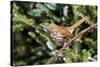 Brown Thrasher Perching on Branch, Mcleansville, North Carolina, USA-Gary Carter-Stretched Canvas