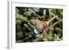 Brown Thrasher Perching on Branch, Mcleansville, North Carolina, USA-Gary Carter-Framed Photographic Print