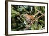 Brown Thrasher Perching on Branch, Mcleansville, North Carolina, USA-Gary Carter-Framed Photographic Print