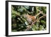 Brown Thrasher Perching on Branch, Mcleansville, North Carolina, USA-Gary Carter-Framed Photographic Print