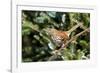 Brown Thrasher Perching on Branch, Mcleansville, North Carolina, USA-Gary Carter-Framed Photographic Print