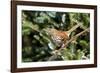 Brown Thrasher Perching on Branch, Mcleansville, North Carolina, USA-Gary Carter-Framed Photographic Print