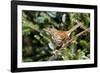 Brown Thrasher Perching on Branch, Mcleansville, North Carolina, USA-Gary Carter-Framed Photographic Print