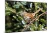 Brown Thrasher Perching on Branch, Mcleansville, North Carolina, USA-Gary Carter-Mounted Photographic Print